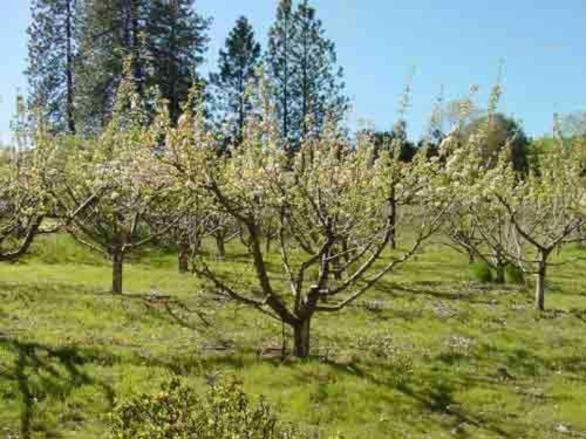Bed & Breakfast Apple Blossom